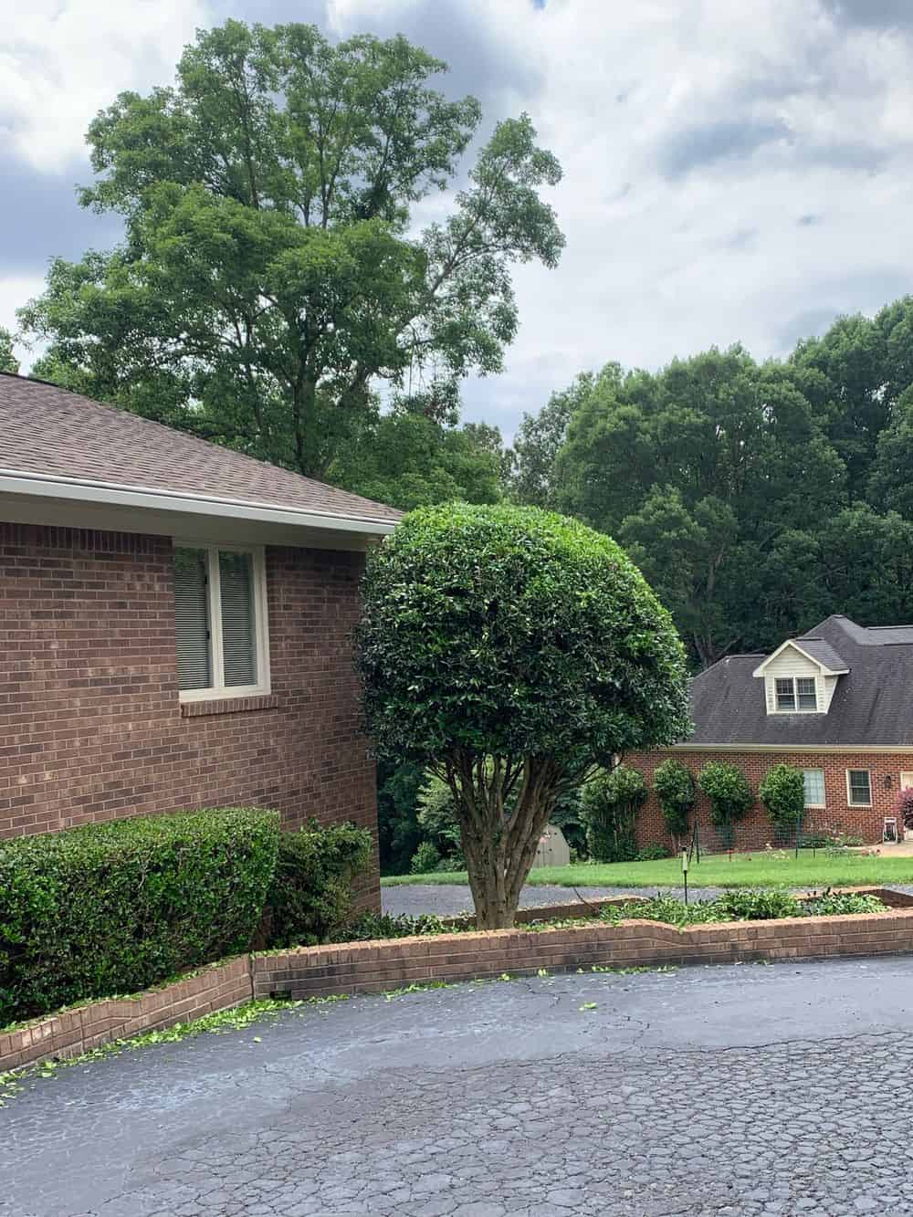 Tree Work (trimming, limbing, removals) image