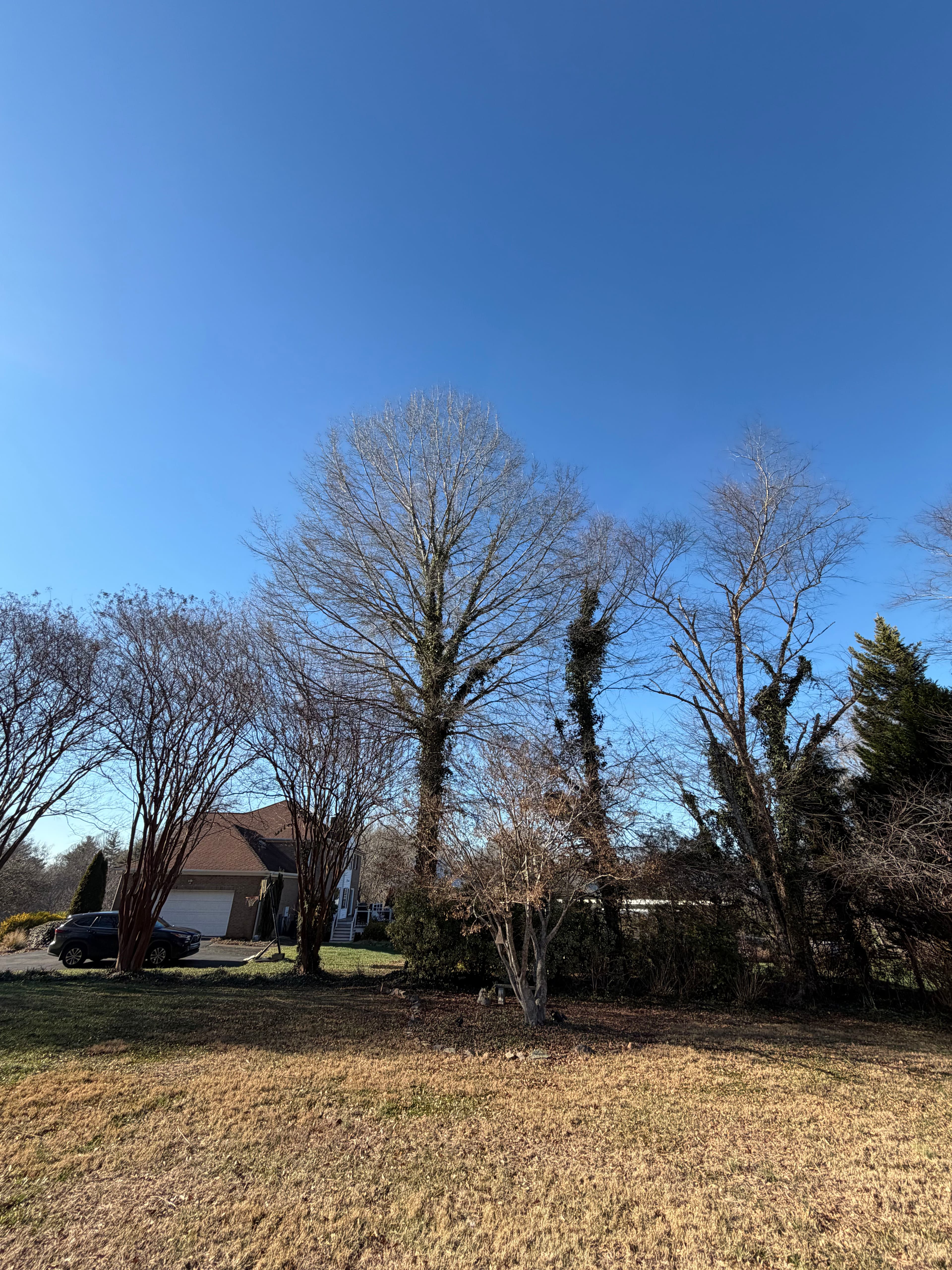 Project Safe and Efficient Tree Removal in Lewisville image