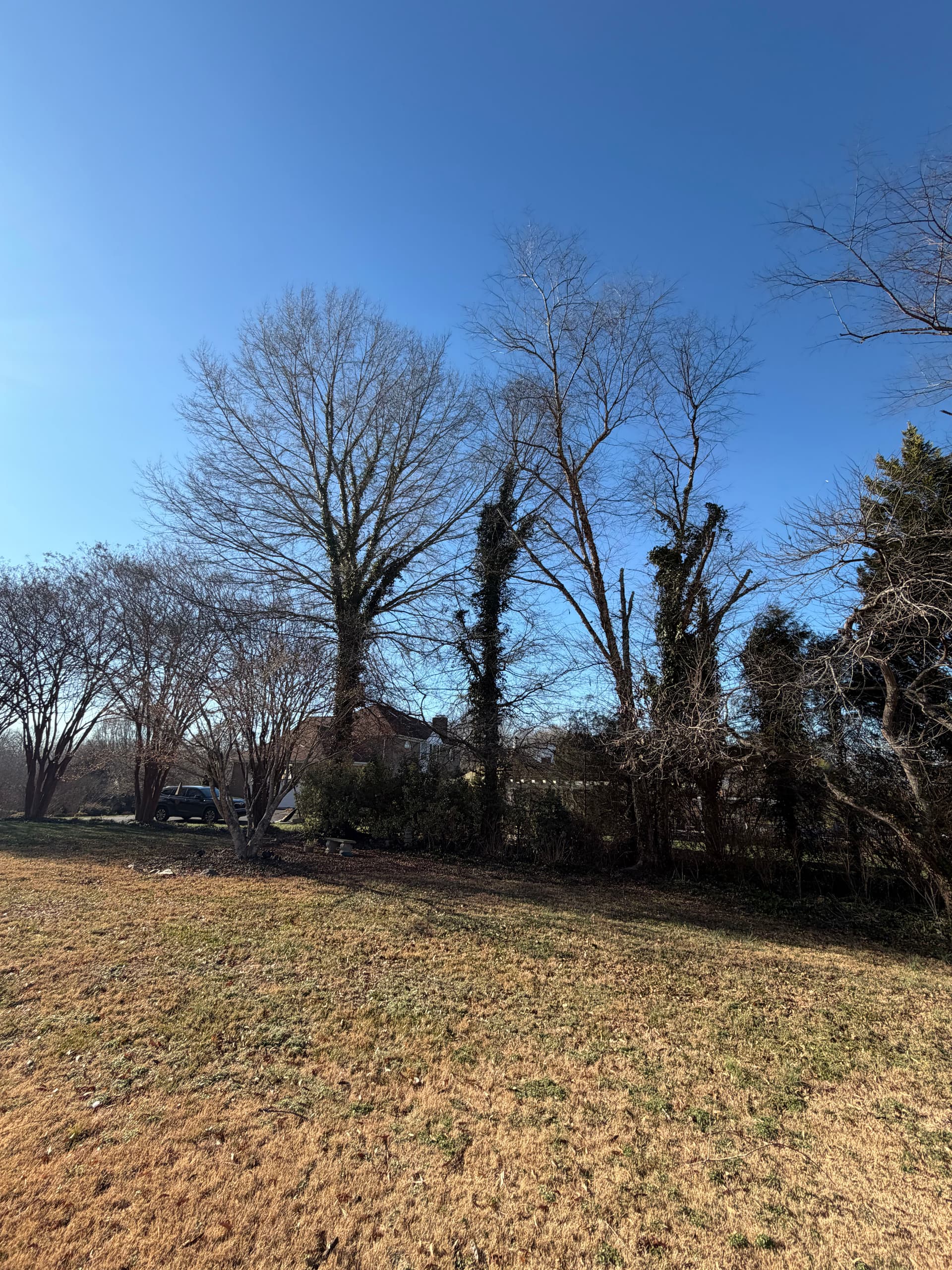 Safe and Efficient Tree Removal in Lewisville