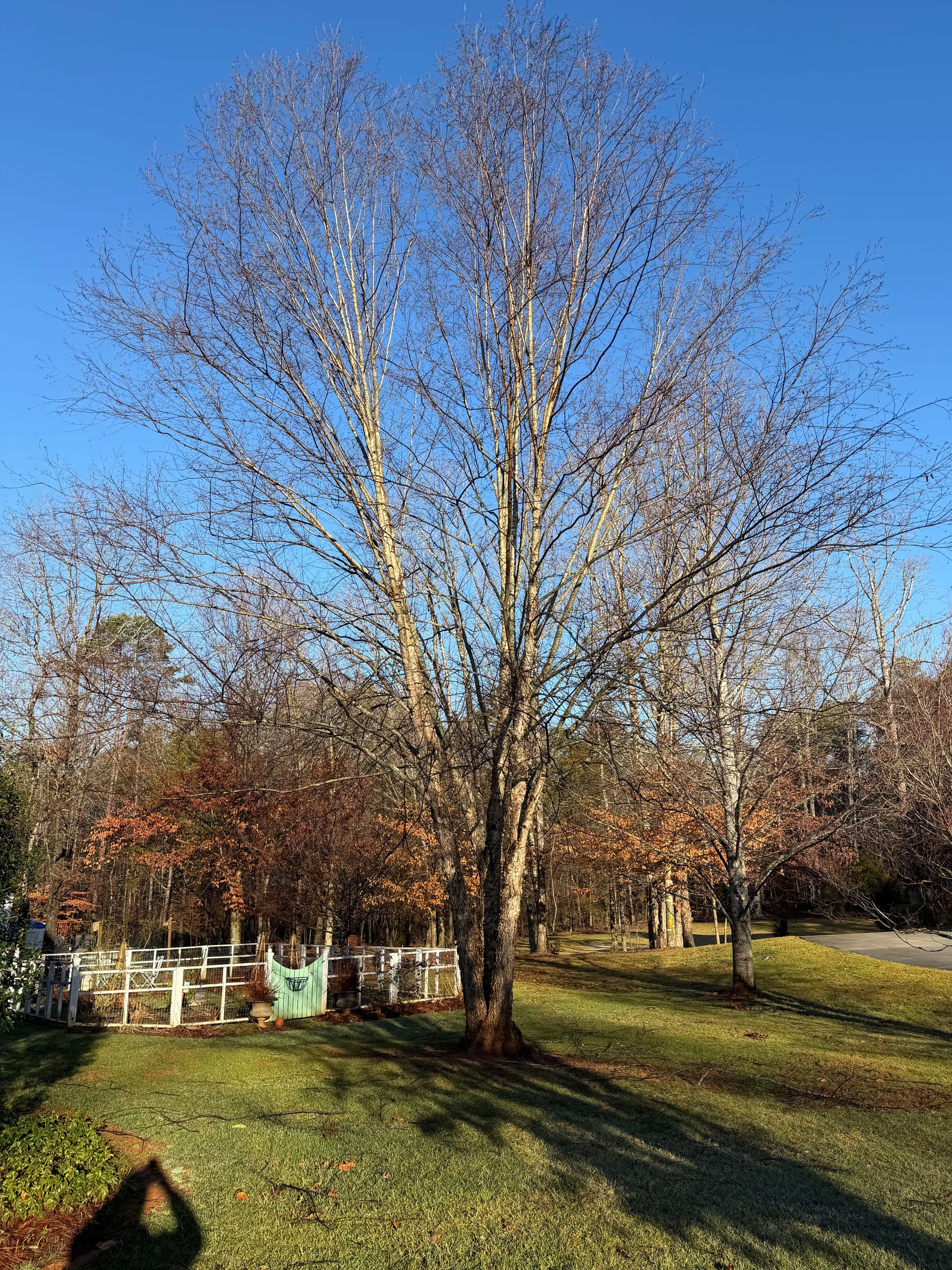 Tree and Stump Removal Project in Pfafftown NC