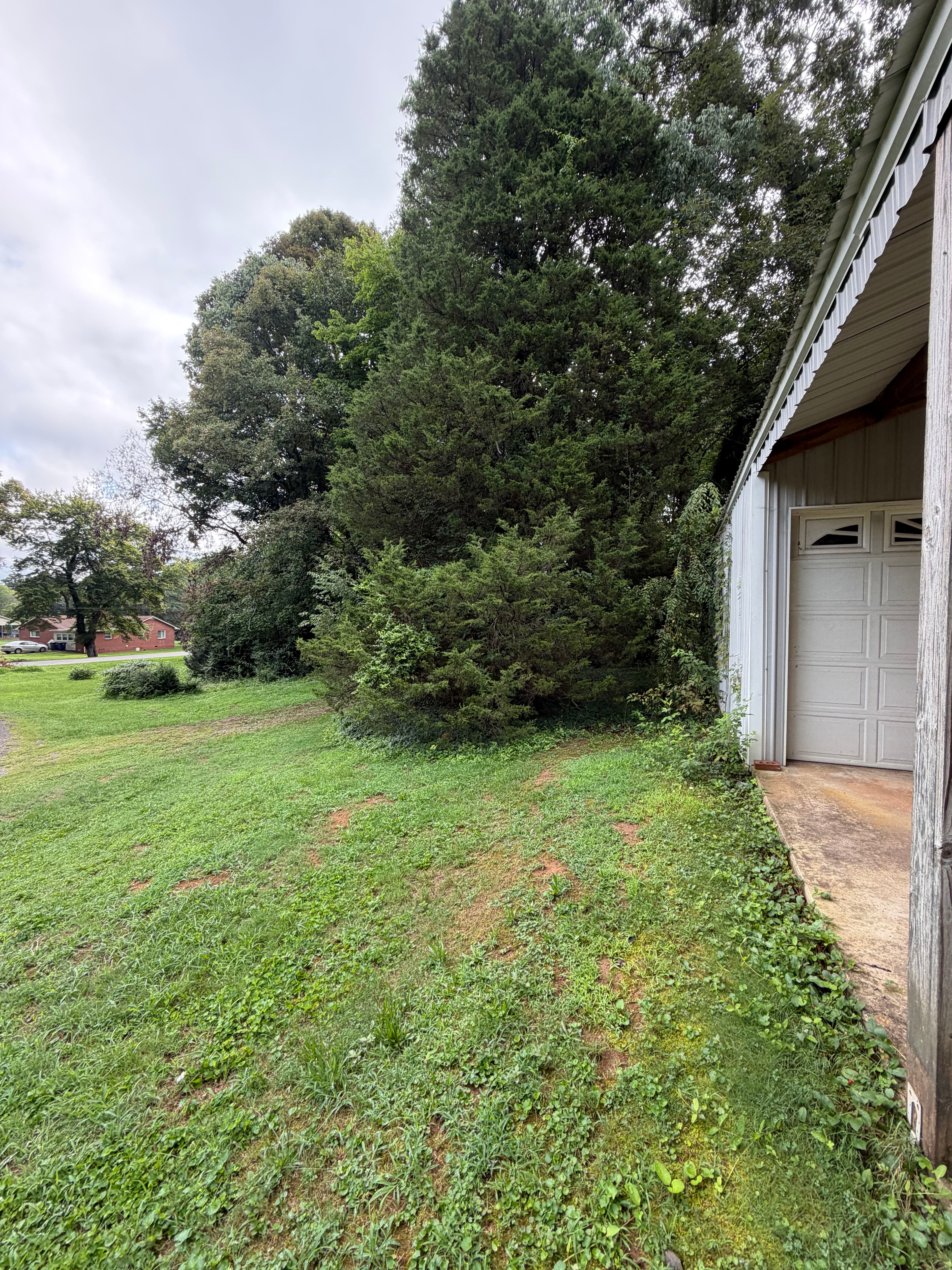 Project Brush and Overgrowth Clearing in Winston-Salem image