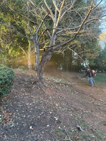 Clearing for a Fence Installation in Greensboro NC image